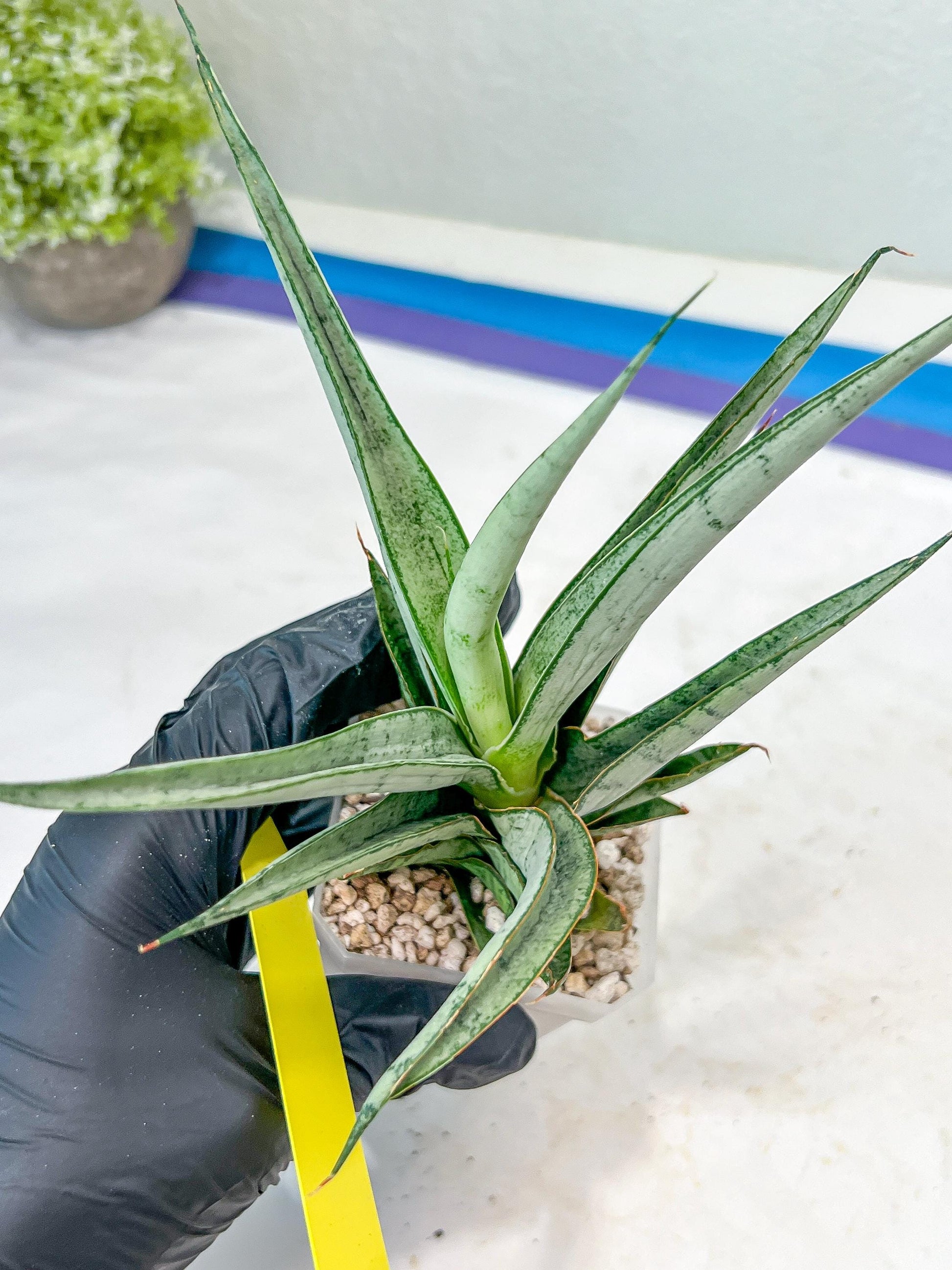 Sansevieria Kagawa (H16) | Let a unique plant bring peace to your space
