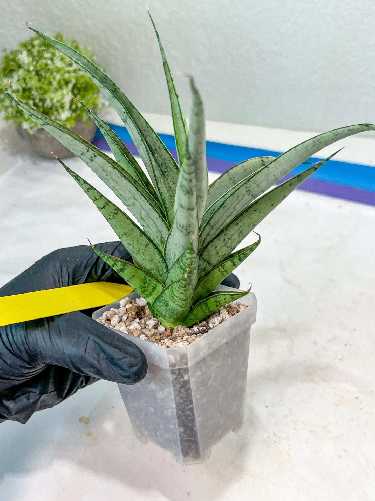 Sansevieria Kagawa (H16) | Let a unique plant bring peace to your space