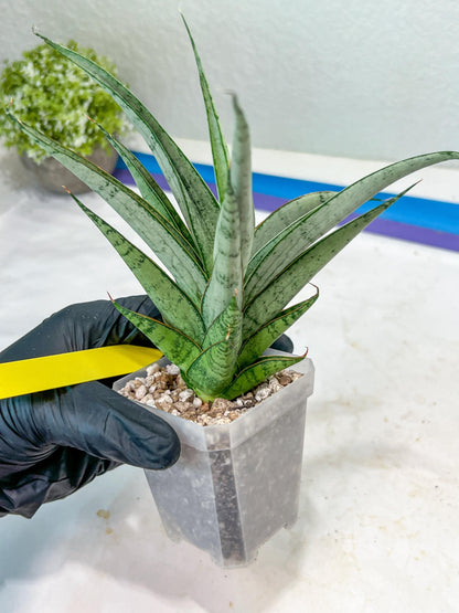Sansevieria Kagawa (H16) | Let a unique plant bring peace to your space