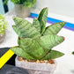 Sansevieria Andromeda (#RA14) | Seek Out a Truly Extraordinary Plant