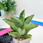 Sansevieria Andromeda (#RA14) | Seek Out a Truly Extraordinary Plant
