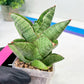 Sansevieria Andromeda (#RA14) | Seek Out a Truly Extraordinary Plant