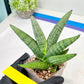 Sansevieria Rookie (#AC21) | Pick Your Rare Botanical Treasure