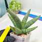Sansevieria Rookie (#AC21) | Pick Your Rare Botanical Treasure
