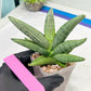 Sansevieria Rookie (#AC21) | Pick Your Rare Botanical Treasure