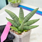 Sansevieria Rookie (#AC21) | Pick Your Rare Botanical Treasure
