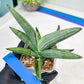 Sansevieria Rookie (#AC21) | Pick Your Rare Botanical Treasure