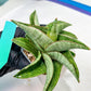 Sansevieria Hobbit (#RA6) | Unlock the Secrets of Rare Flora