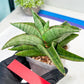 Sansevieria Hobbit (#RA6) | Unlock the Secrets of Rare Flora