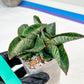 Sansevieria Nagato (#RA9) | Imported Snake Plant