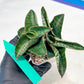 Sansevieria Nagato (#RA9) | Imported Snake Plant