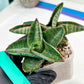 Sansevieria Nagato (#RA9) | Imported Snake Plant