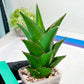 Sansaveria Tower (#RA12) | Imported Snake plant