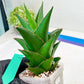Sansaveria Tower (#RA12) | Imported Snake plant
