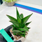 Sansaveria Tower (#RA12) | Imported Snake plant