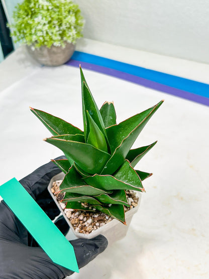 Sansevieria Tower (#RA12) | Imported Snake plant