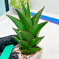 Sansaveria Tower (#RA12) | Imported Snake plant