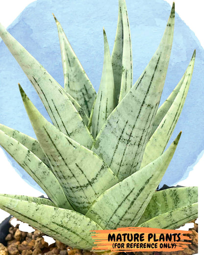 Sansevieria MoMo (#Ra16) | Very New hybrids