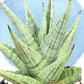 Sansevieria MoMo (#Ra16) | Very New hybrids