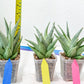 Sansevieria MoMo (#Ra16) | Very New hybrids
