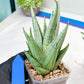 Sansevieria MoMo (#Ra16) | Very New hybrids
