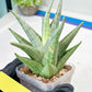 Sansevieria MoMo (#Ra16) | Very New hybrids