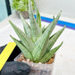 Sansevieria MoMo (#Ra16) | Very New hybrids