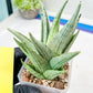 Sansevieria MoMo (#Ra16) | Very New hybrids