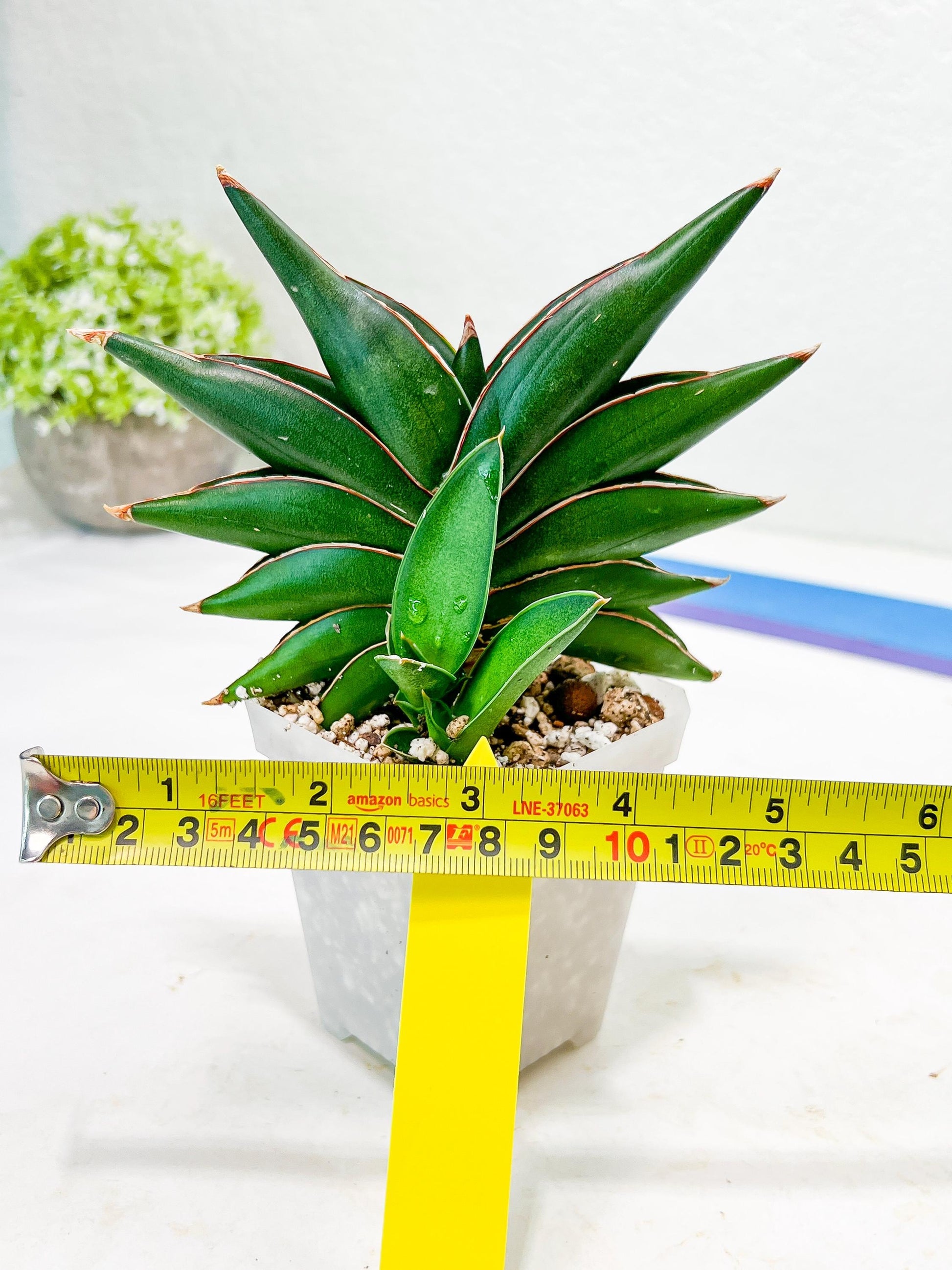 Sansevieria Sawasdee (#RA16) | Uncover an Exotic Botanical Wonder