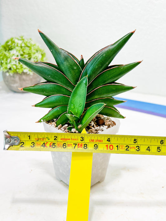 Sansevieria Sawasdee (#RA16) | Uncover an Exotic Botanical Wonder