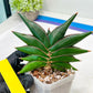 Sansevieria Sawasdee (#RA16) | Uncover an Exotic Botanical Wonder