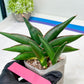 Sansevieria Sawasdee (#RA16) | Uncover an Exotic Botanical Wonder