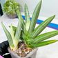 Sansevieria Ice Man (#AC10) | Rare Imported House Plants