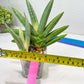 Sansevieria Ice Man (#AC10) | Rare Imported House Plants