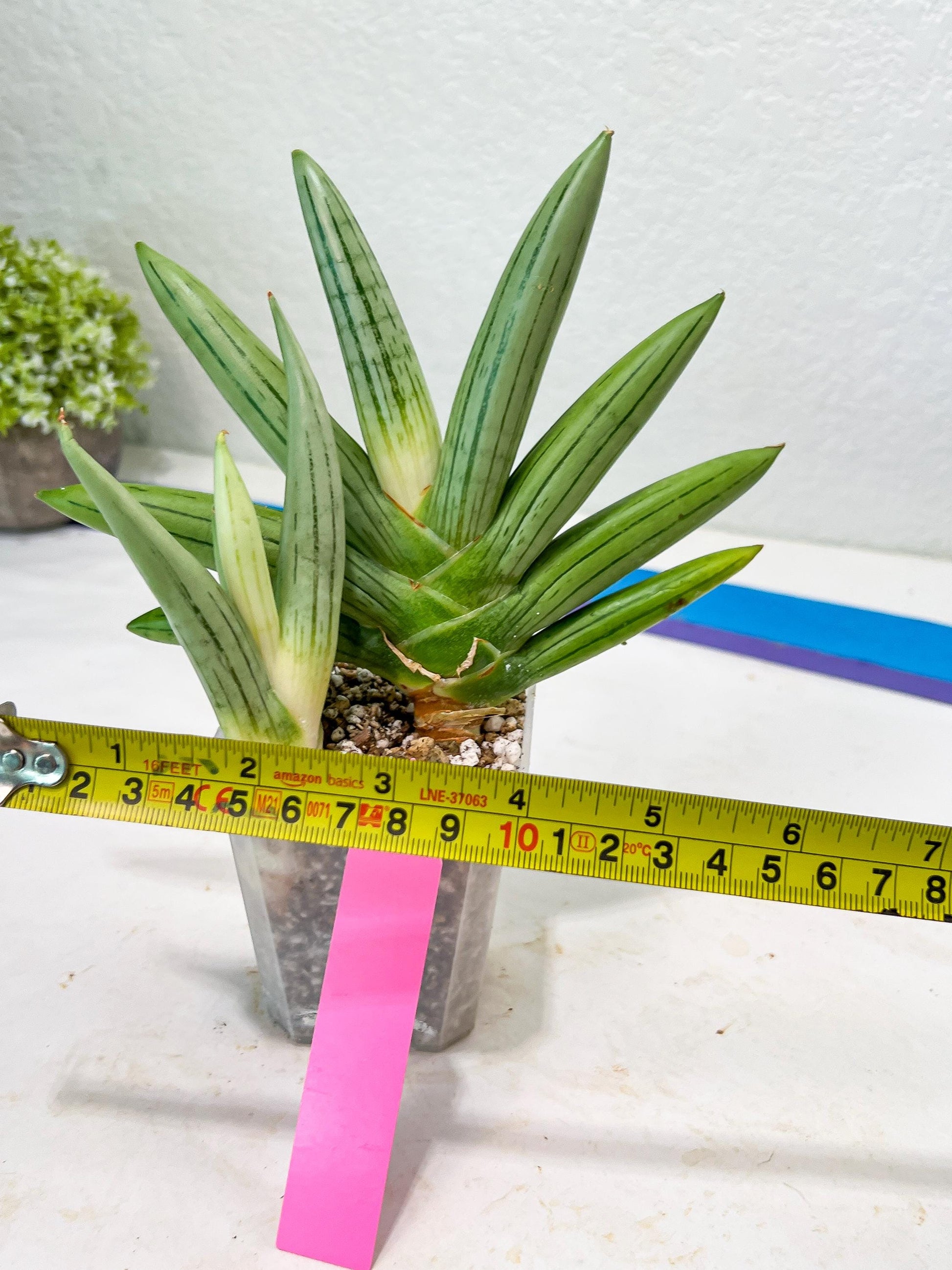 Sansevieria Ice Man (#AC10) | Rare Imported House Plants