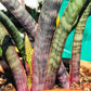 Sansevieria Mystic Magenta | Imported Plants | Hybrids Plants