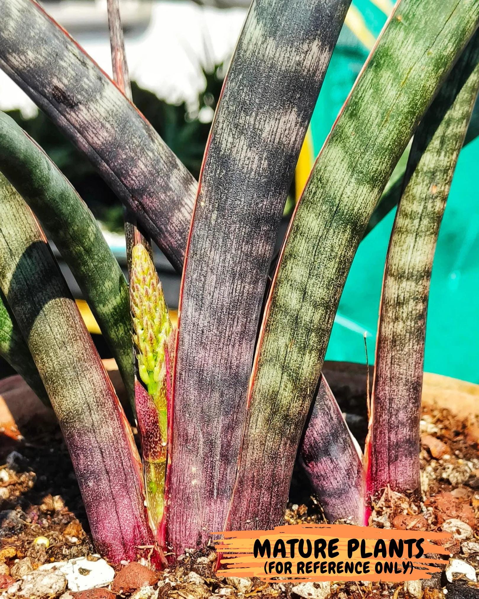 Sansevieria Mystic Magenta | Imported Plants | Hybrids Plants