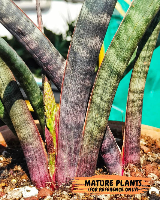 Sansevieria Mystic Magenta | Imported Plants | Hybrids Plants