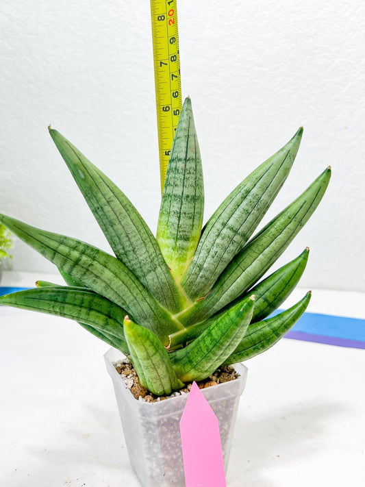 Sansevieria Chujai (#Ra30) | Imported Hybrids