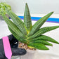 Sansevieria Chujai (#Ra30) | Imported Hybrids