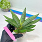 Sansevieria Chujai (#Ra30) | Imported Hybrids