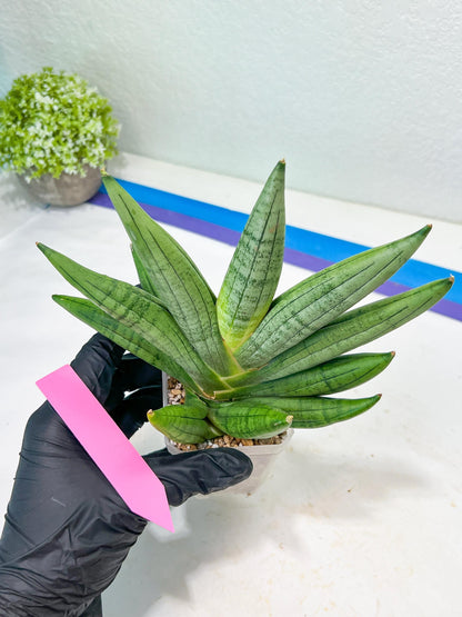 Sansevieria Chujai (#Ra30) | Imported Hybrids