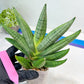 Sansevieria Chujai (#Ra30) | Imported Hybrids