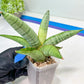 Sansevieria White Rhino (#RA5) |Rare Imported House Plants
