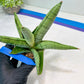 Sansevieria White Rhino (#RA5) |Rare Imported House Plants