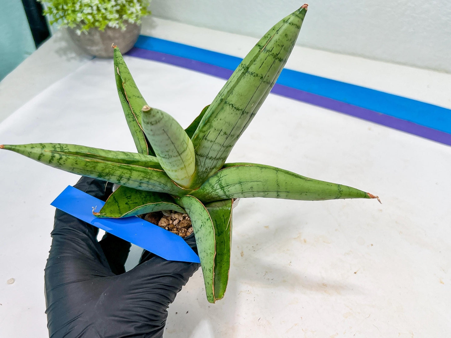 Sansevieria White Rhino (#RA5) |Rare Imported House Plants