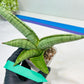 Sansevieria White Rhino (#RA5) |Rare Imported House Plants