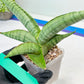 Sansevieria White Rhino (#RA5) |Rare Imported House Plants