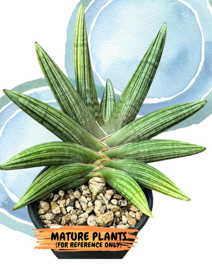 Sansevieria Diablo (#Ra33) | Very New hybrids