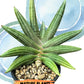 Sansevieria Diablo (#Ra33) | Very New hybrids